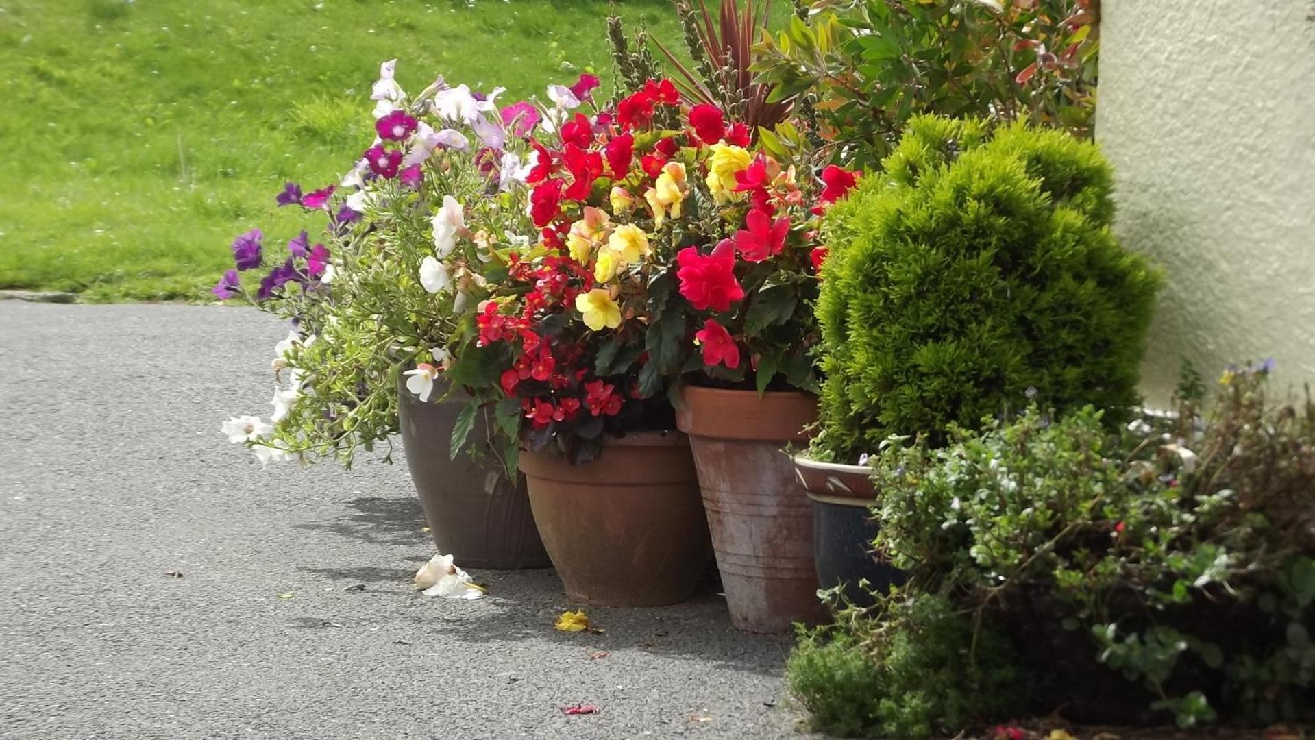 Bed and Breakfast Jasmine House New Quay Exterior foto