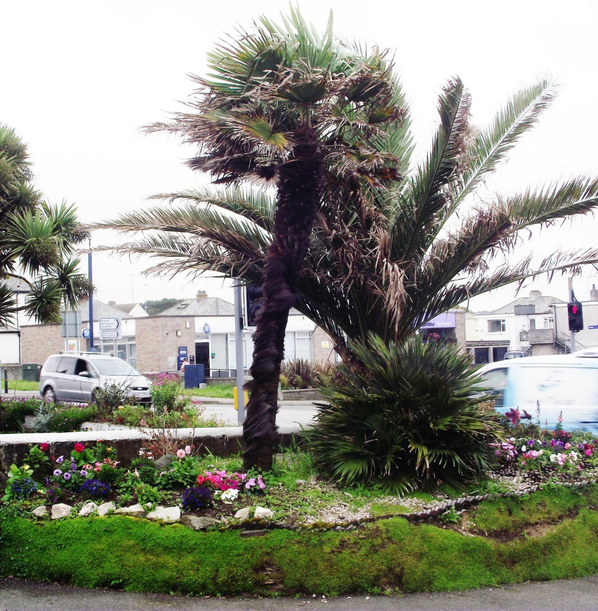 Bed and Breakfast Jasmine House New Quay Exterior foto